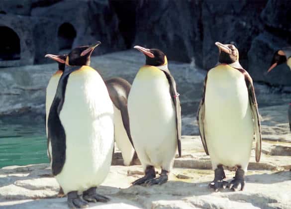 動物図鑑・オウサマペンギン